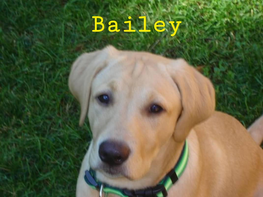 Bailey